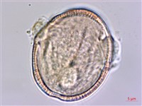 登錄號:S159041藏品圖，第3張