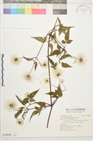 小木通藏品圖，第1張