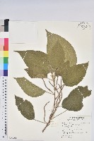 臺灣鐵莧藏品圖，第1張