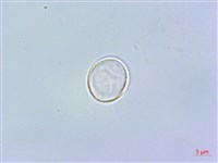 短角冷水麻藏品圖，第1張