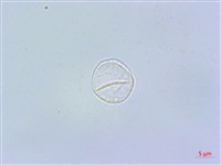 短角冷水麻藏品圖，第2張