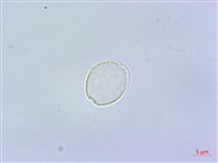 短角冷水麻藏品圖，第3張