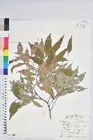 長尾尖葉櫧藏品圖，第1張