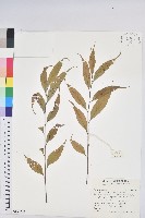 星刺栲、羅浮錐藏品圖，第1張