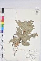 長尾尖葉櫧藏品圖，第1張