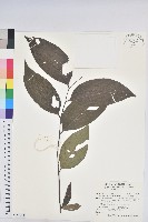 錫蘭饅頭果，香港饅頭果，大葉饅頭果，香港算盤子藏品圖，第1張