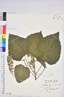 蟲屎藏品圖，第1張