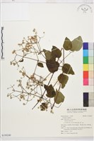 葡萄葉鐵線蓮藏品圖，第1張