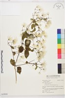 葡萄葉鐵線蓮藏品圖，第1張