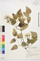 葡萄葉鐵線蓮藏品圖，第1張