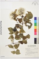 葡萄葉鐵線蓮藏品圖，第1張