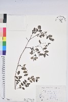 臺灣山漆莖藏品圖，第1張