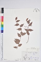 白珠樹藏品圖，第1張