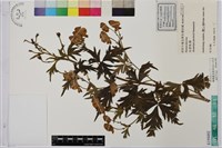 臺灣烏頭藏品圖，第1張