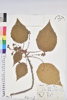 血桐藏品圖，第1張