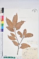 登錄號:S159557藏品圖，第1張