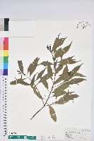 登錄號:S159571藏品圖，第1張