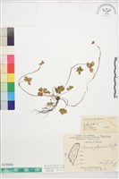 五葉黃連藏品圖，第1張