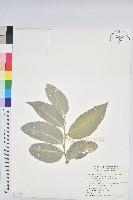 鐵色藏品圖，第1張