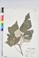 白匏子藏品圖，第1張