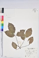 茄苳、重陽木藏品圖，第1張