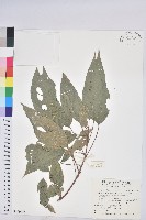 粗糠柴藏品圖，第1張