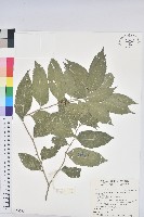 臺灣假黃楊藏品圖，第1張