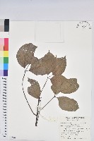 茄苳、重陽木藏品圖，第1張
