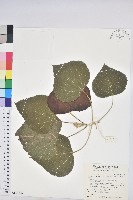 蟲屎藏品圖，第1張