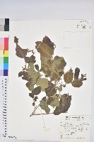 菲律賓饅頭果藏品圖，第1張