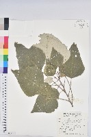 白匏子藏品圖，第1張