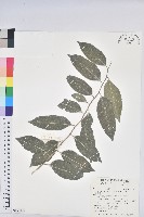 臺灣假黃楊藏品圖，第1張