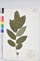 菲律賓饅頭果藏品圖，第1張