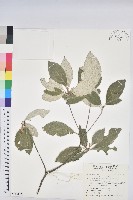 裡白巴豆藏品圖，第1張