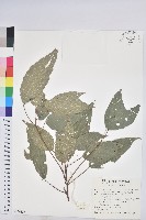 粗糠柴藏品圖，第1張