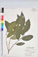 刺杜密藏品圖，第1張