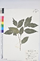 臺灣假黃楊藏品圖，第1張