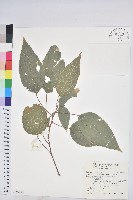 粗糠柴藏品圖，第1張