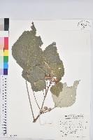 白匏子藏品圖，第1張