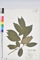 刺杜密藏品圖，第1張