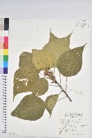 血桐藏品圖，第1張