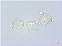 咬人狗藏品圖，第1張