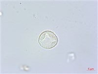 咬人狗藏品圖，第3張