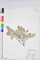 白樹仔藏品圖，第1張