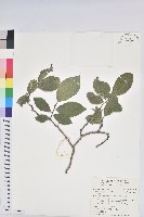 枯里珍藏品圖，第1張