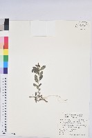 密花白飯樹藏品圖，第1張