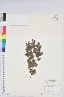 密花白飯樹藏品圖，第1張