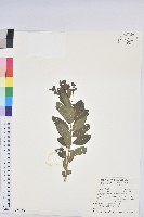 密花白飯樹藏品圖，第1張