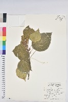 血桐藏品圖，第1張