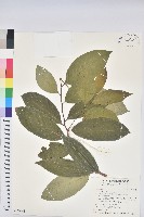 刺杜密藏品圖，第1張